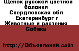 Щенок русской цветной болонки - Свердловская обл., Екатеринбург г. Животные и растения » Собаки   